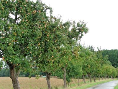 Obstbaumreihe - Fichtenweg