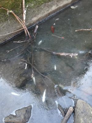 Fischsterben im Mühlgraben Gröningen