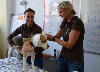 Krankenschwester Julia Schenke (links) und Tierärztin Dr. Simone Hagemann zeigen an Rettungshund Pico, wie blutende Ohren bei den Vierbeinern verbunden werden. Beim Rumstreunern in der Natur verletzten sich die Tiere häufig an den Ohren. Foto: Jan Iven