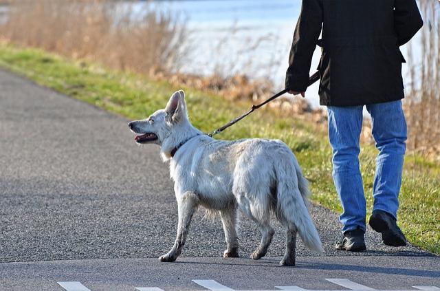 Tierschutzverein Pirna U U E V Gassigeherschulung Im Tierheim Ausgebucht