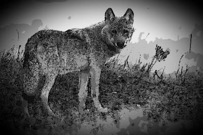 Foto zur Meldung: Wolf gesehen? – Notfallhotline wählen!