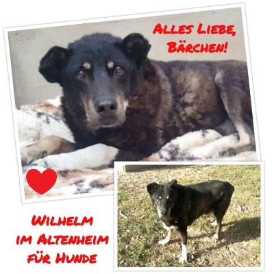 Foto zur Meldung: Wilhelm - Umzug ins "Altenheim für Hunde"