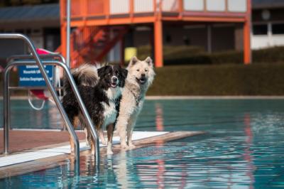 Vorschaubild zur Meldung: Hundeschwimmen im Bolzbergbad