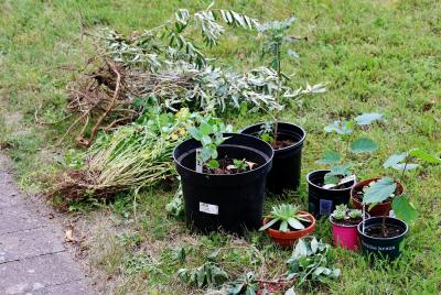 Foto zur Meldung: Staudentreff für Gartenfreunde bei der Siedlergemeinschaft