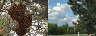 Foto zur Meldung: Bienen auf der Durchreise