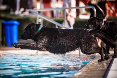 Foto zur Meldung: Hundeschwimmen 2019 - Rückblick
