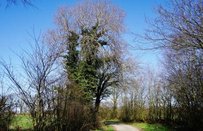 Mystischer Einzelbaum in der Feldmark