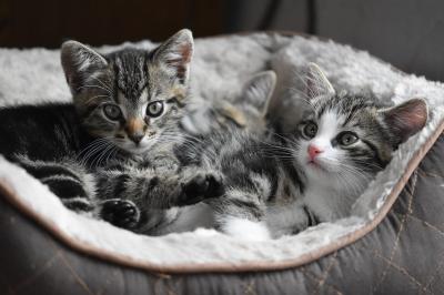 Kitten im Tierheim (Beispielbild) (Bild vergrößern)