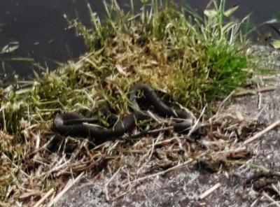 Foto zur Meldung: Eine Schlange am Schmalensee
