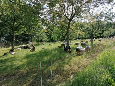 Schafe als Landschaftspfleger in der Gemeinde unterwegs