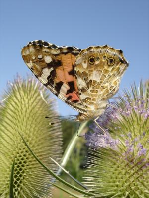 Foto zur Meldung: Naturpark-Führungen zu Schmetterlingen und Weiden am 4. Juli in Bad Segeberg