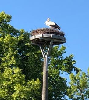 Foto zur Meldung: Der Storch ist in Beeskow eingezogen