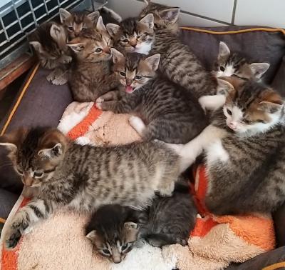 Foto zur Meldung: Spendenaufruf Katzenkinder