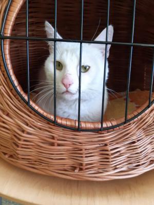 Foto zur Meldung: Katze in Beeskow gefunden