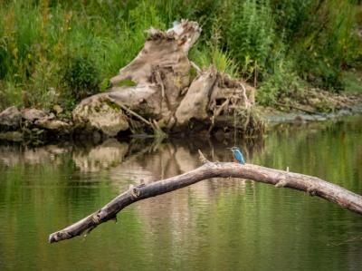 Fotoausstellung "Naturraum Fluss - Leben an Neckar und Echaz"