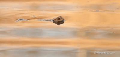 Vorschaubild der Meldung: Alle weg? Was machen Amphibien eigentlich im Winter?