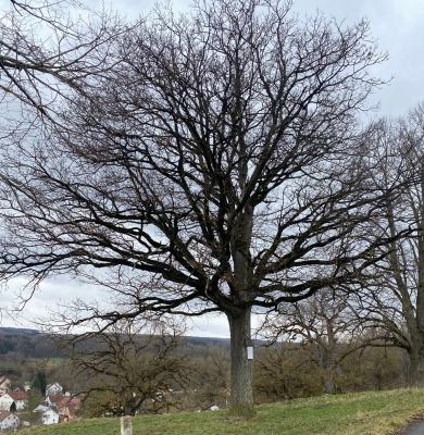 Westerstetter Friedenseiche wird 150 Jahre alt