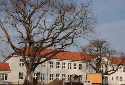 Baumpflegearbeiten an der Carl-Diercke-Schule