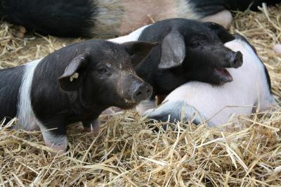 Foto zur Meldung: Naturpark Holsteinische Schweiz lädt zur Hofführung auf Hohlegruft in Nehms