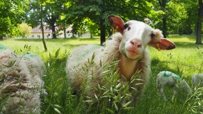 Foto zur Meldung: Schafe im Kirchgarten - so schön die Lämmer zu beobachten