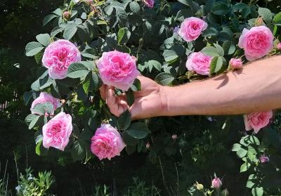 Foto zur Meldung: Rosengarten in Bad Langensalza: Vielfalt und Blütenfülle