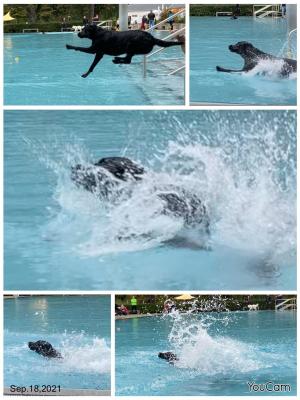 Hundeschwimmen (Bild vergrößern)