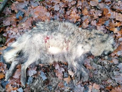 Foto zur Meldung: Warnung an alle Hundehalter: Räude in der Schmalenseer Feldmark erkannt