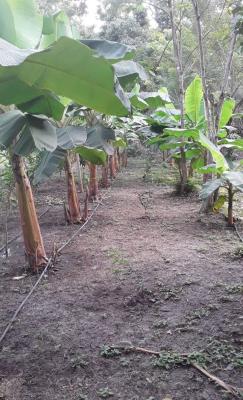 Neue Anpflanzungen auf der Guayabita