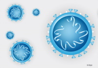 Coronavirus (Bild vergrößern)