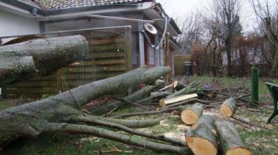 ORKANTIEF „ZEYNEP“ : Umgestürzte Bäume und Einsätze der Feuerwehr im Kreis Schleswig-Flensburg