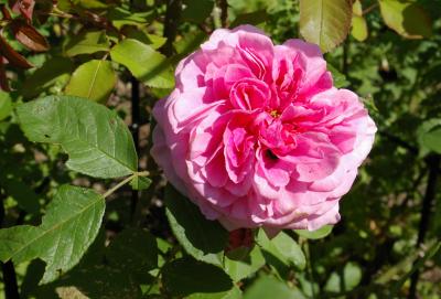 Foto zur Meldung: Offene Pforten bei den Rosenfreunden: Besucher können Eindrücke in unterschiedlichen Gärten sammeln