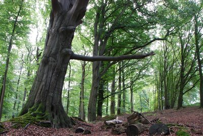 Foto zur Meldung: Naturpark-Führung am 23. April zu den Bäumen im Nehmtener Wald