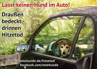 Lasst keinen Hund im Auto (Bild vergrößern)