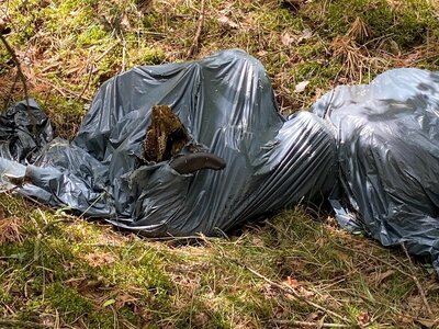 Illegale Abfallbeseitigungen in Kyritz und Ortsteilen – Tierkadaver im Wald abgeladen
