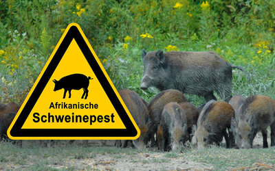 Foto zur Meldung: Bauernverband wegen Schweinepst alarmiert: Essensreste nicht in der Natur zurücklassen