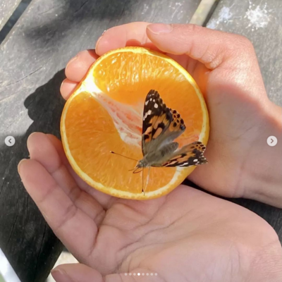 Raupen-/ Schmetterlinge in der Raupenklasse (Bild vergrößern)
