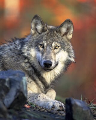 Link zu: Wolfsschutz