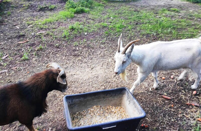 Foto zur Meldung: Ziege Florentine findet neues Zuhause nach Rettungsaktion