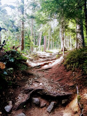Rundwanderung vom SILBERHAUS auf die Platte im Tröstauer Forst (Bild vergrößern)