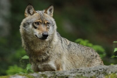 Foto zur Meldung: Naturpark am 3. Oktober: Zeit für Wölfe