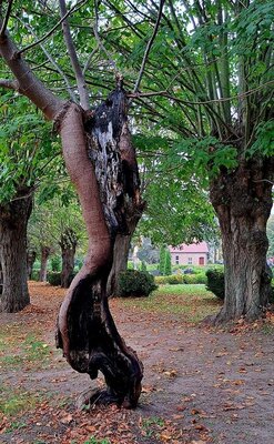 Foto zu Meldung: Ein Baum ist schon ein Phänomen, ein Wunder der Natur.
