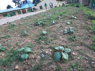 Jeder Flecken wird für Gemüseanbau genutzt - wie hier in Munzanga neben dem Sportplatz
