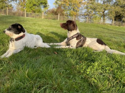 Hunde Ralley (Bild vergrößern)