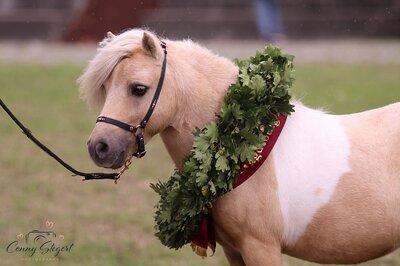 Foto zur Meldung: Bundesoffene Shetland Pony Hengstschau in Magdeburg