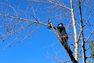 Foto zur Meldung: Baumpflege an der Winterfeldallee