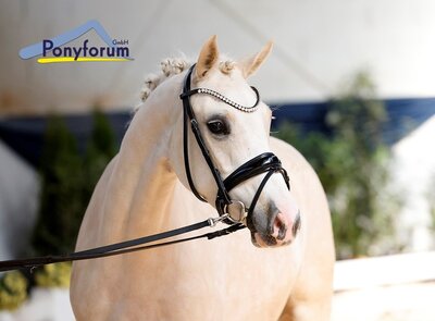 Foto zur Meldung: Ponyforum GmbH: Verkaufsquote über 80% bei der Youngsterauktion