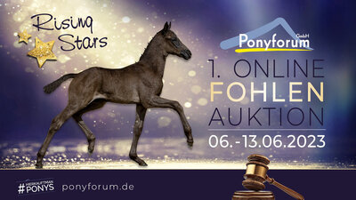 Foto zur Meldung: Ponyforum GmbH: RISING STARS  – Start der 1. Fohlenauktion