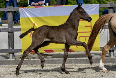 Foto zur Meldung: Ponyforum GmbH: Ergebnis der 1. Fohlenauktion übertrifft alle Erwartungen