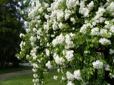Gewinn für Besucher wie auch für Gastgeber: Rosenfreunde öffnen im Juni wieder ihre Gärten