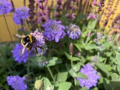 Meldung: „Es summt und brummt in der Bienen-Oase…“ – Die Grundschule Mitte schafft Lebensraum für Insekten